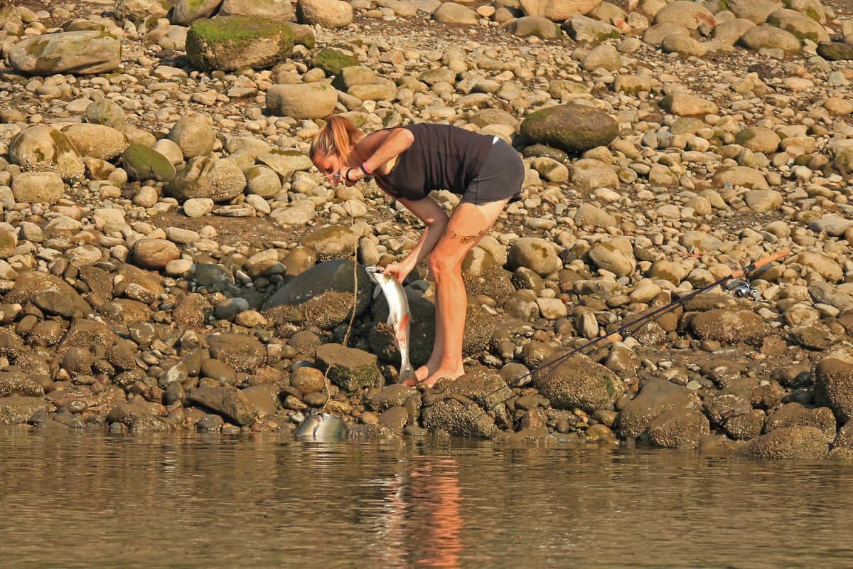 Snagging Salmon
