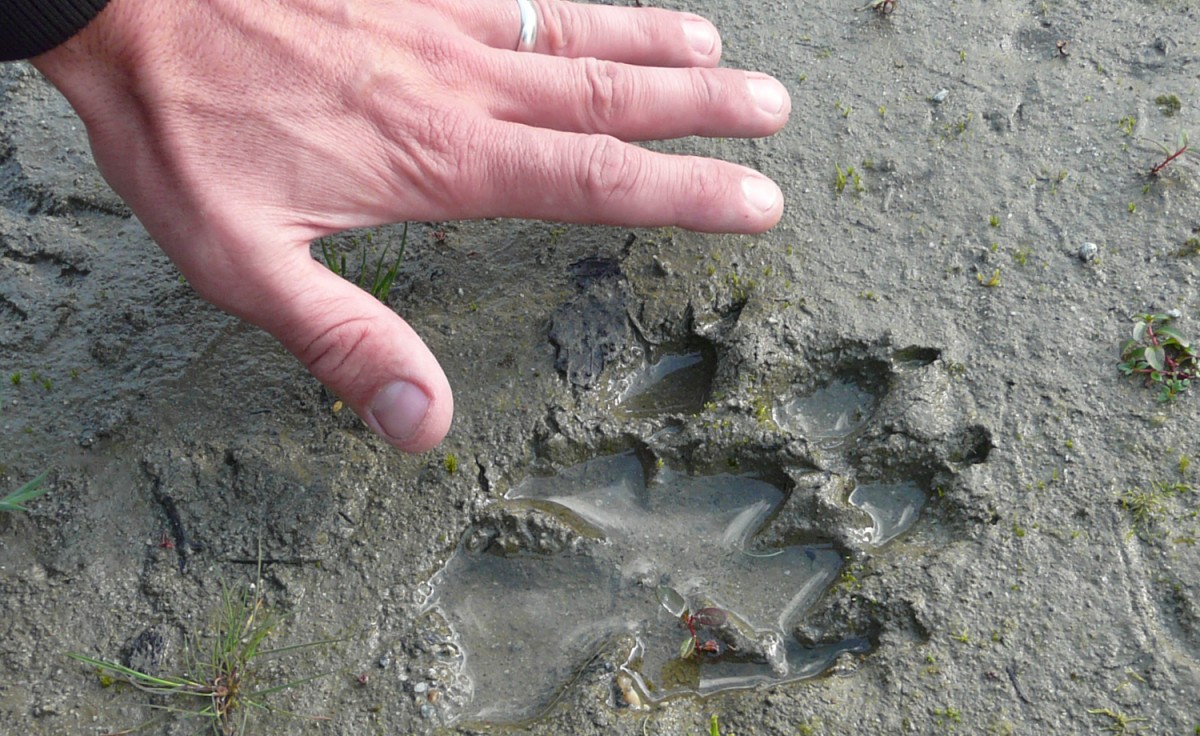 Wolf Track
