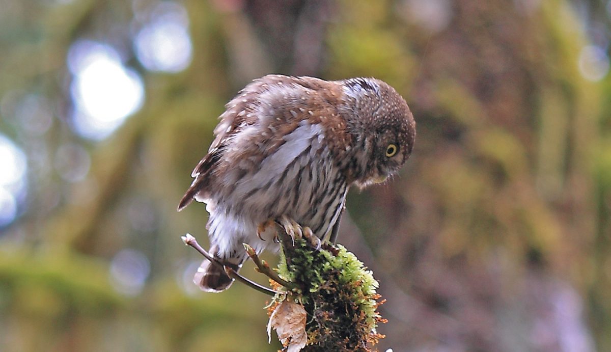 Northern Pygmy Owl Seymour River BC