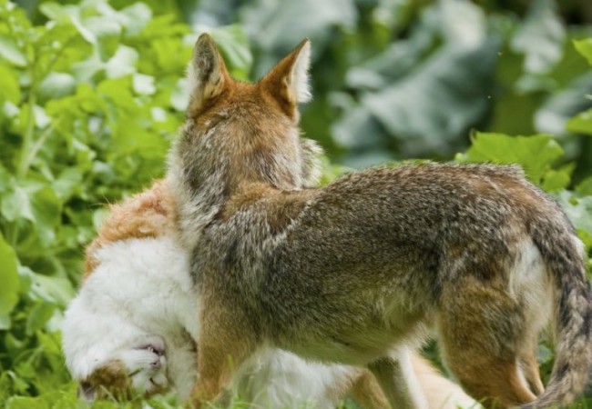 The Urban Coyote: a Songbird’s Best Friend