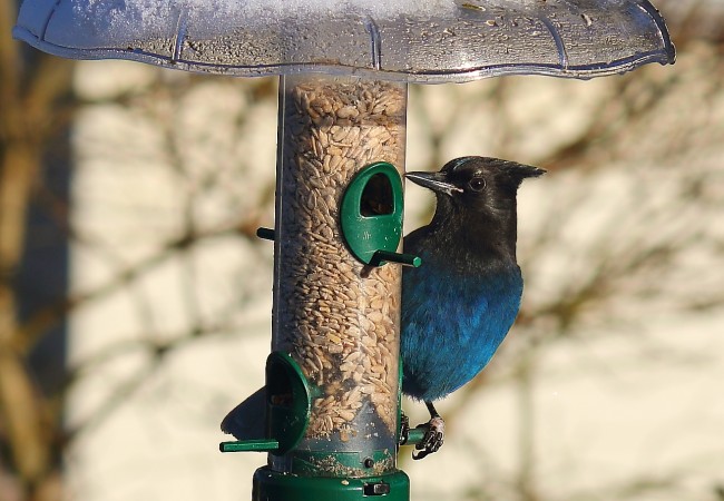 Killing Steller’s Jays for…What, Exactly?