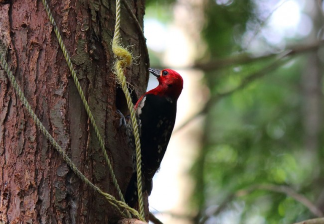 Sharing Camp with a Red-Breasted Sapsucker