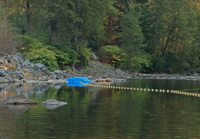 More Hope for the Seymour River Salmon and Steelhead