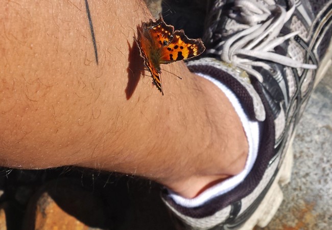 A Green Comma on the Leg