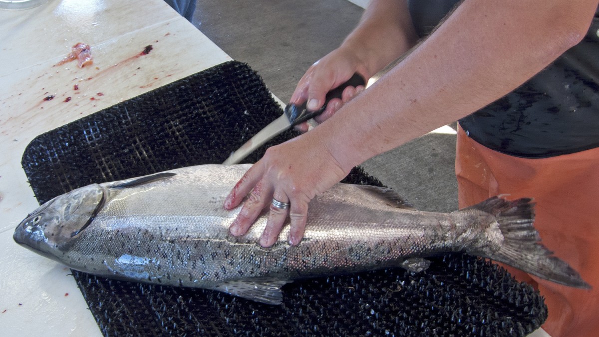 Filleting Chinook 1