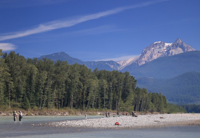 Pink Salmon on the Squamish River