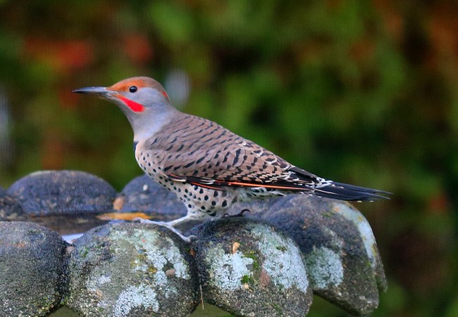 The Amazing Northern Flicker