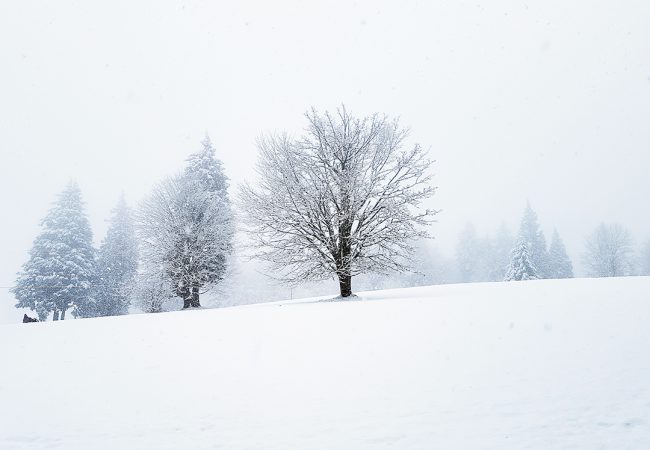 Winter on Burnaby Mountain