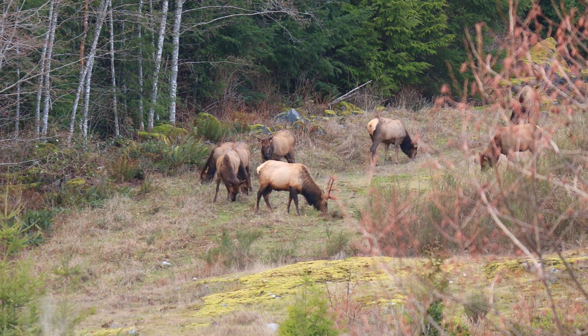 Roosevelt elk sunshine coast bc