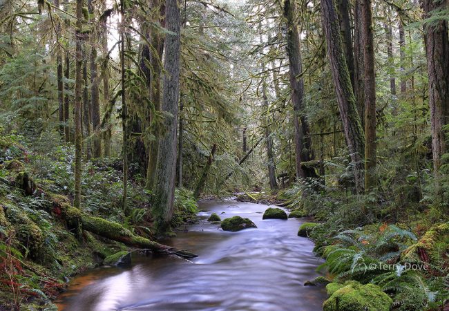 On Haslam Creek