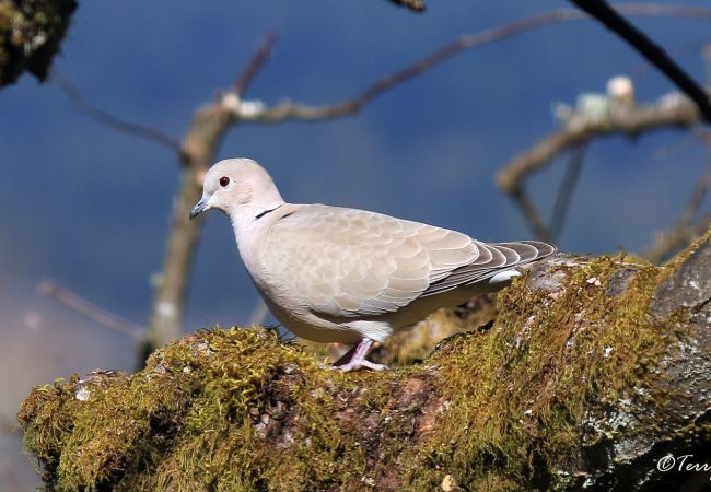 The Eurasian Collared-Dove: Successful BC Immigrants