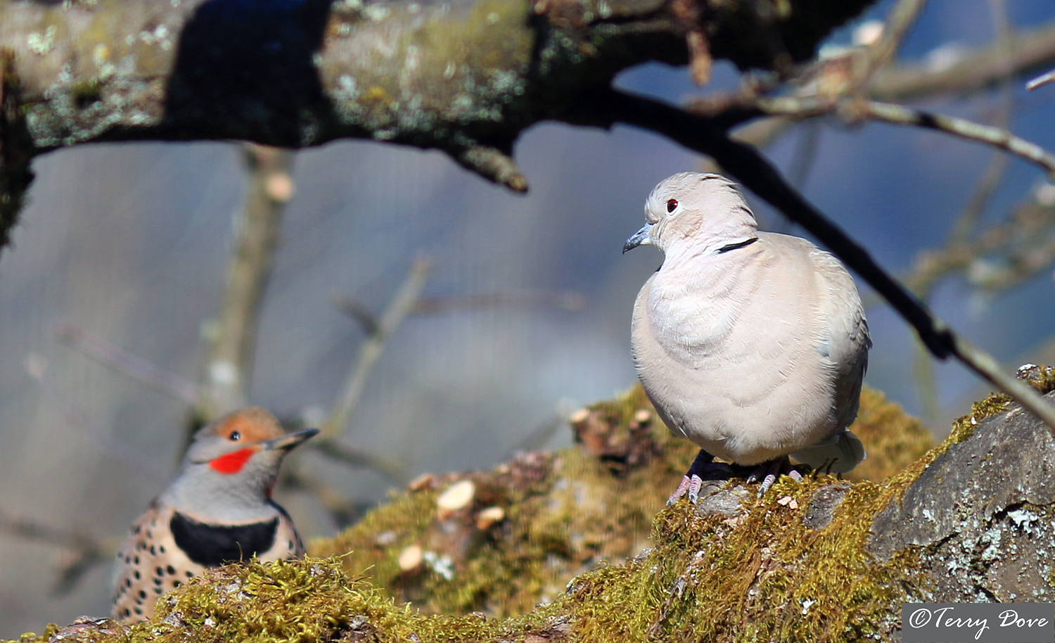 The Eurasian CollaredDove Successful BC Immigrants To The Wild