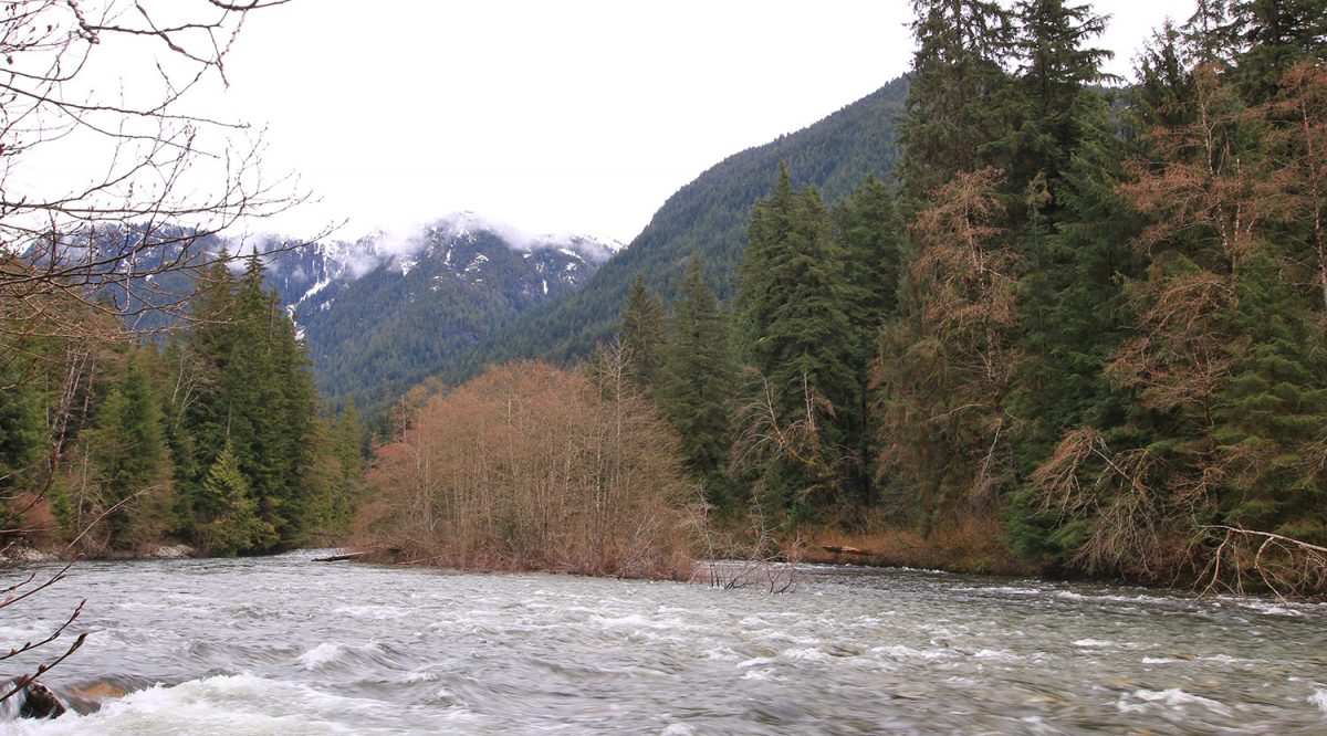 Seymour River fisherman's trail