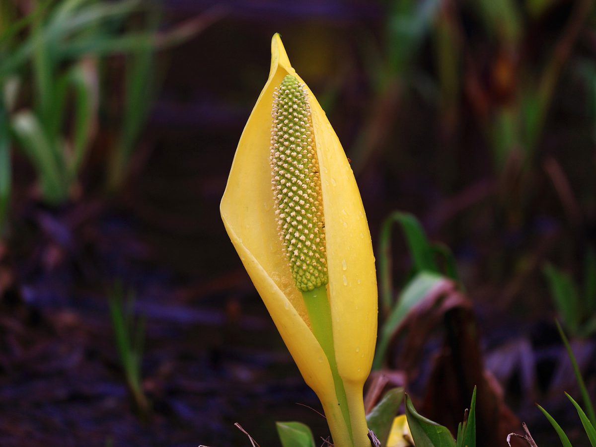 skunk cabbage seymour river north vancouver