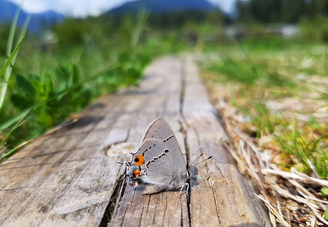 Contemplating a Hairstreak Butterfly