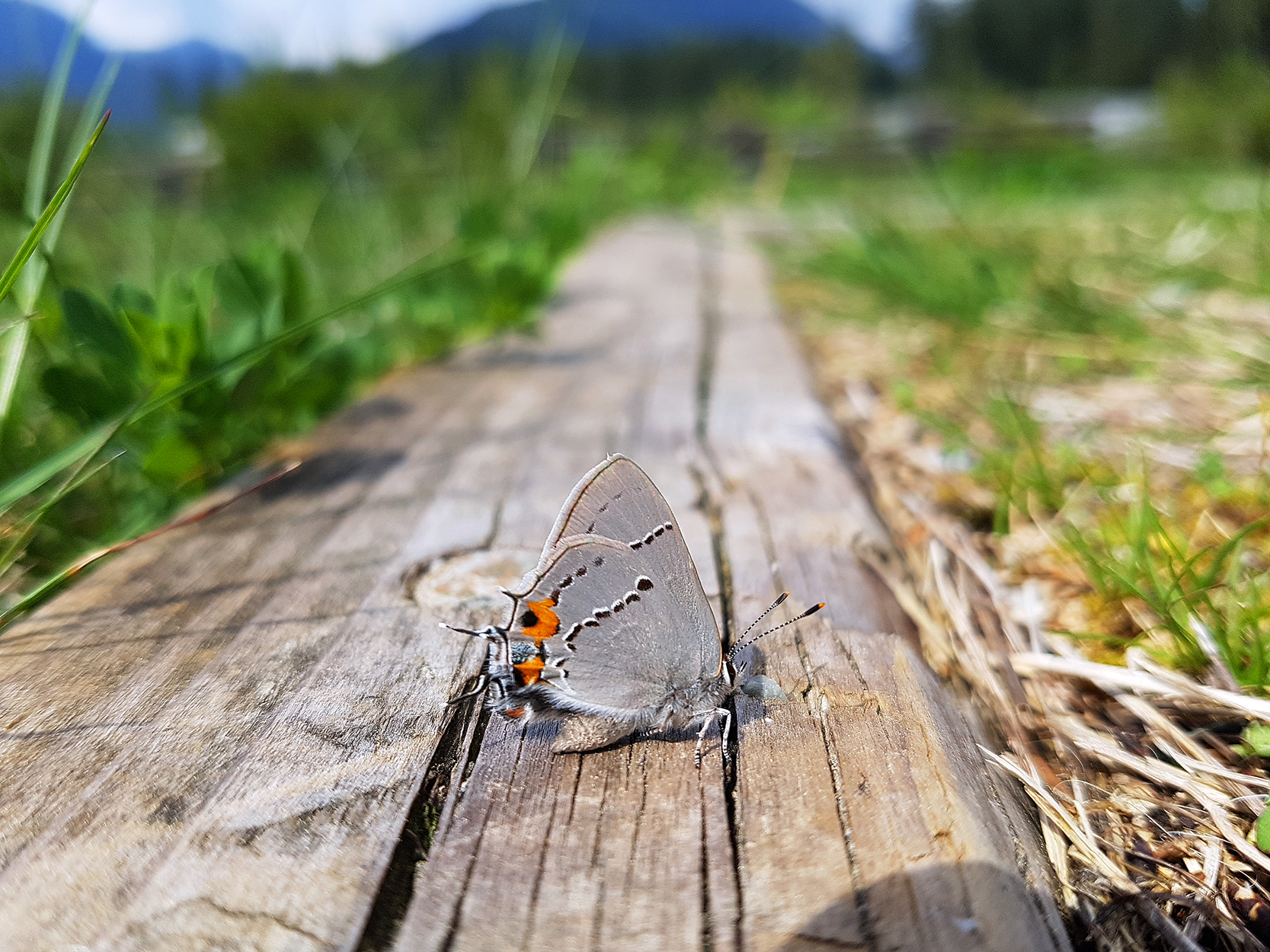 The Gray Hairstreak