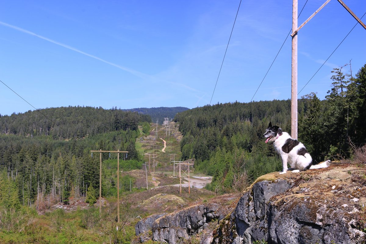 Powerlines on the Sunshine Coast