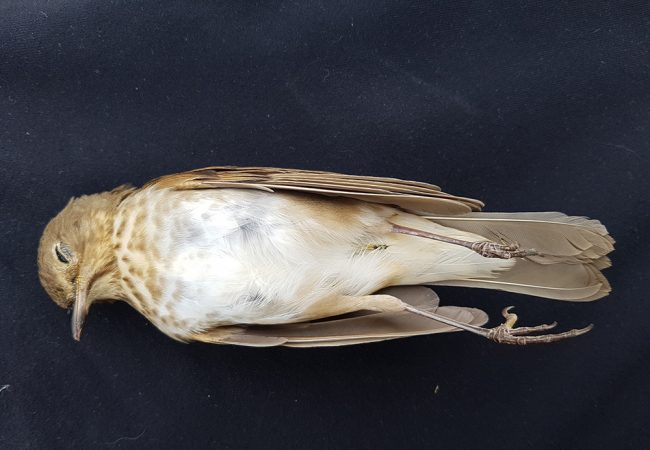 On the Death of a Veery