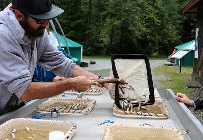 The Seymour Salmonid Society: Working Miracles to Avert a Disaster