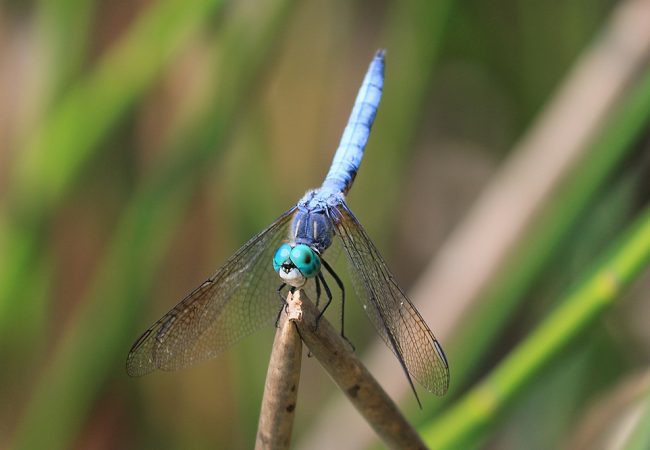 The Dragonflies of Wormy Lake