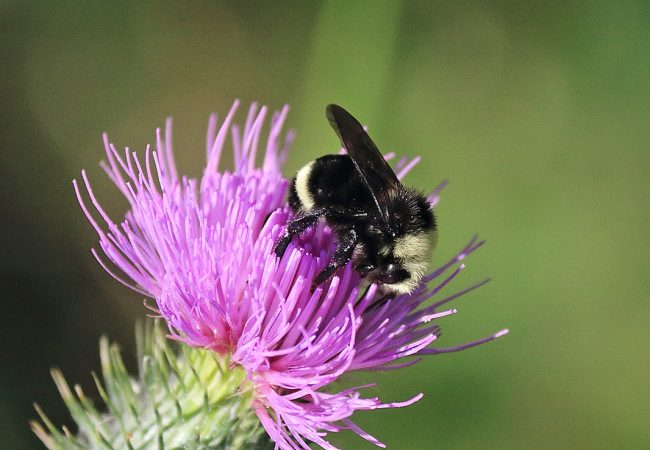 Of Bees, Blackberries and My Old Buddy Dave