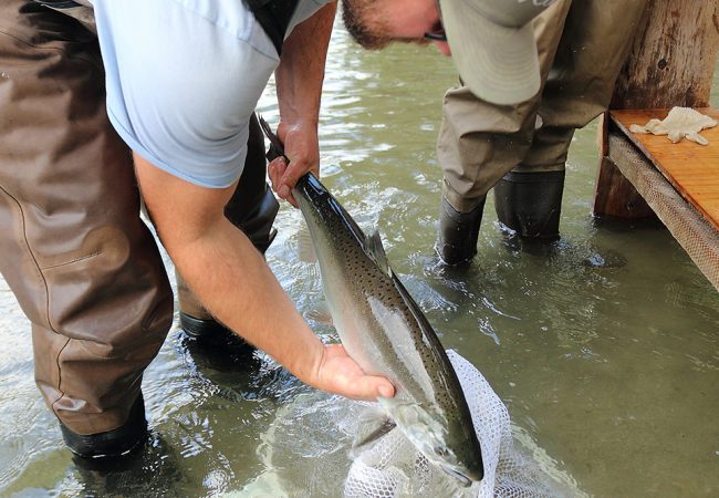 Salmon and Steelhead Get a Free Ride up the Seymour