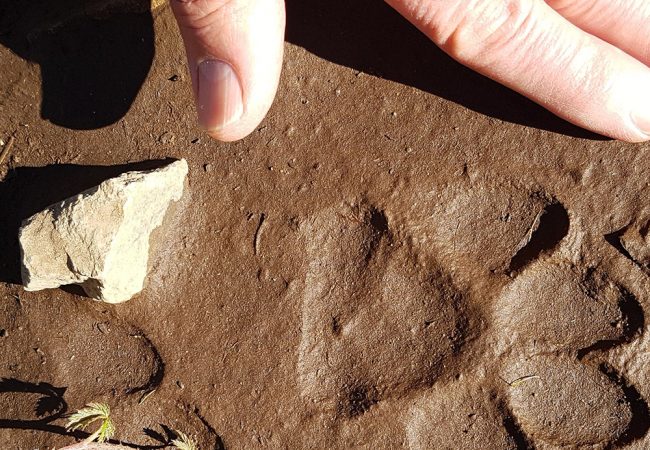 The Elusive, Resilient Bobcat