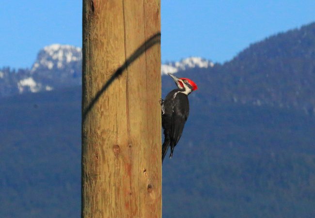 The Flashy Pileated Woodpecker