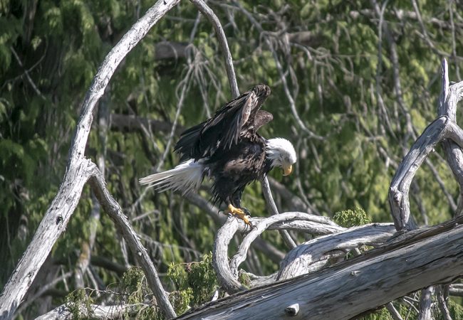 A Bald Eagle at Lily Lake