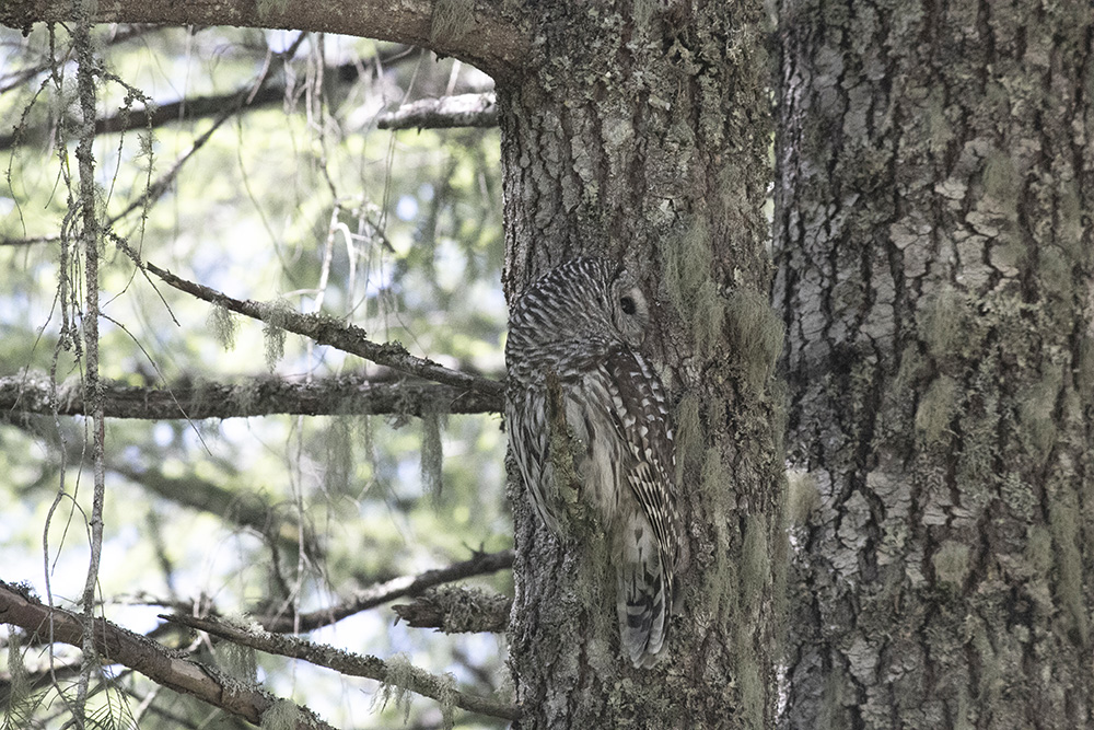 Barred owl sunshine coast