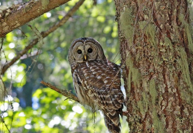 A Birthday Owl